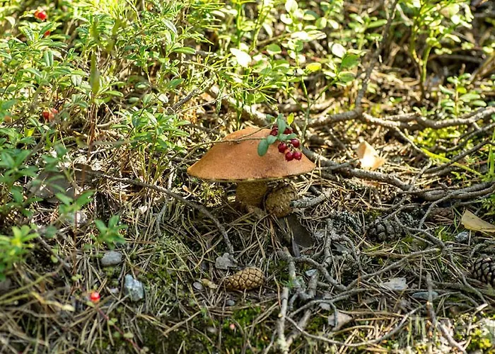 Matka-talo Rautjarvi (South Karelia)